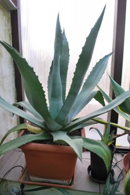 Agave americana - agáve americká
